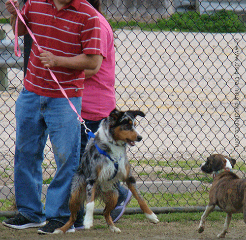 Dog Pulls On Leash And Barks At Other Dogs Dog Pulls On Leash And Barks At Other Dogs