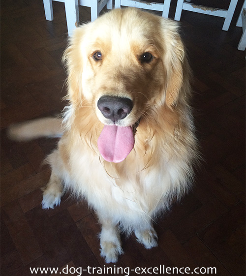 golden retrievers information 6 facts about golden retrievers you ve never heard before golden retrievers information 6 facts about golden retrievers you ve never heard before
