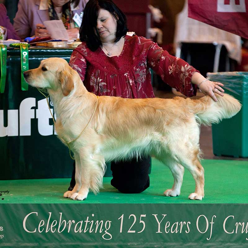 golden retriever club of scotland golden retriever history by chairman of the golden retriever club of scotland golden retriever club of scotland golden retriever history by chairman of the golden retriever club of scotland