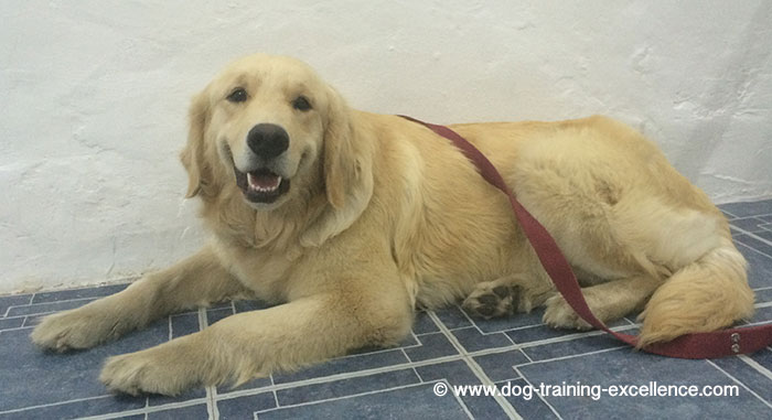 Golden retriever laying down