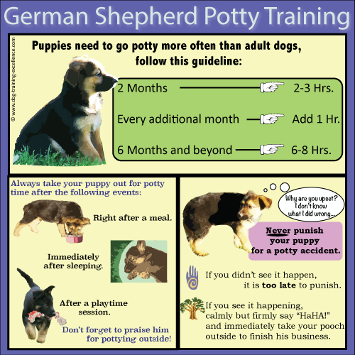 How should you raise baby German Shepherds?