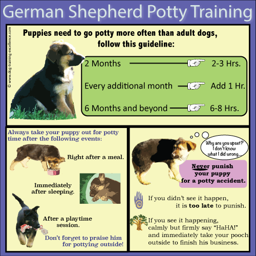 German Shepherd Puppy Training Guide