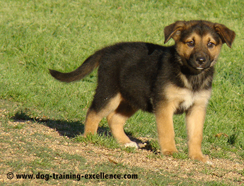 german shepherd puppy training