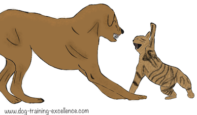 My cat and dog fight, How do I stop it?