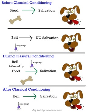 Classical Conditioning: a basic form of learning.
