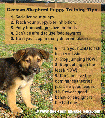 German Shepherd Dog Puppy Diet Tips