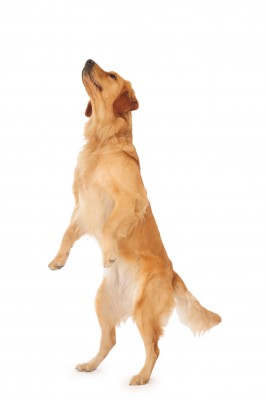 golden retriever legs give out shaping behavior an advanced method golden retriever legs give out shaping behavior an advanced method