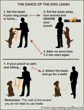 Leash Training Your Dog for and Enjoyable Walk