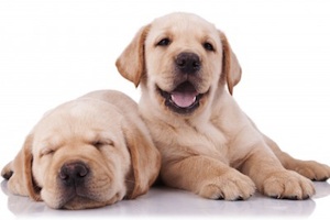 two cute labrador pappies by Viorel Sima