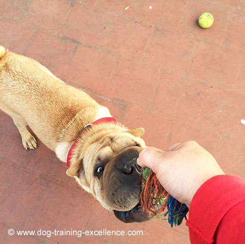 Using positive reinforcement is often synonym of dog food treats. Here you will find non food rewards for dogs ideas and how to use them effectively to keep a motivated and well behaved pet!