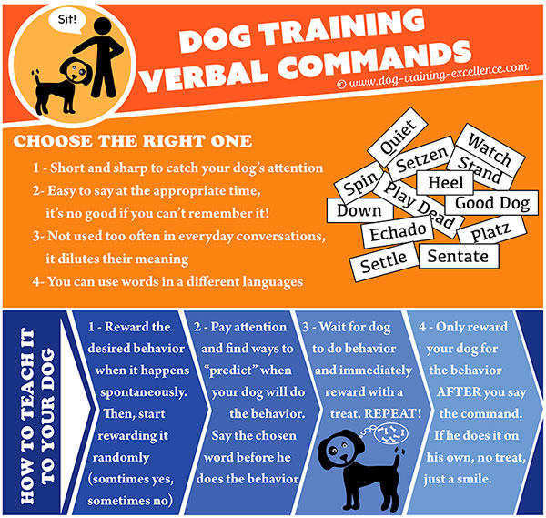 Dog training verbal commands are useful and easy to teach to your dog. Read this article for detailed instructions and ideas to train your dog.
