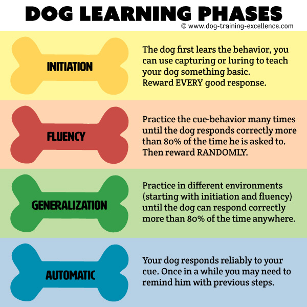 Attention, Pet Owners! The Game-Changing Secret to a Reliable Dog Training Command, learn our fail-proof recipe.