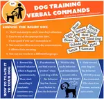 Dog training verbal commands are useful and easy to teach to your dog. Read this article for detailed instructions and ideas to train your dog.