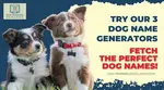 Dog name generator, find the perfect dog name
