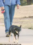 Stop your dog from barking! This page will give you lots of advice and solutions to help a frustrated and bored dog that has taken on barking as his hobby. 