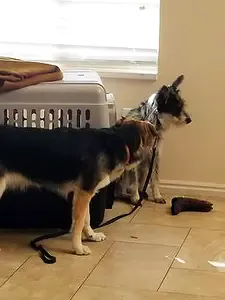 Jett and Reese next to the crate.
