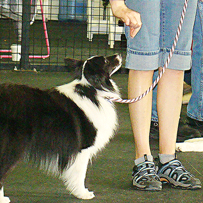 pets training