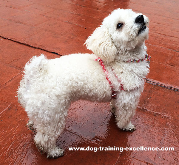 dog looking up white poodle