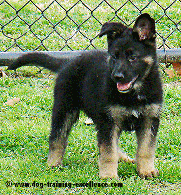 4 month old german shepherd training