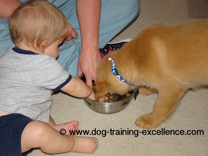 Best Golden Retriever Training Guide