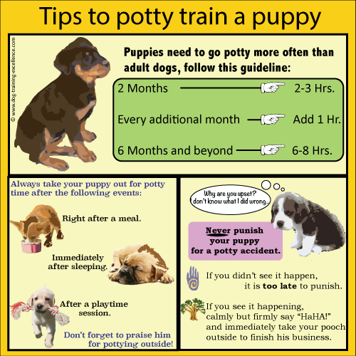 Puppy Feeding Chart Golden Retriever