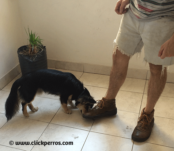 training your dog to leave it Training your dog to leave it