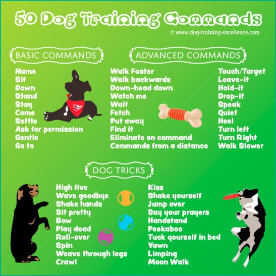 Dog Training Commands Guide Basic to Advanced