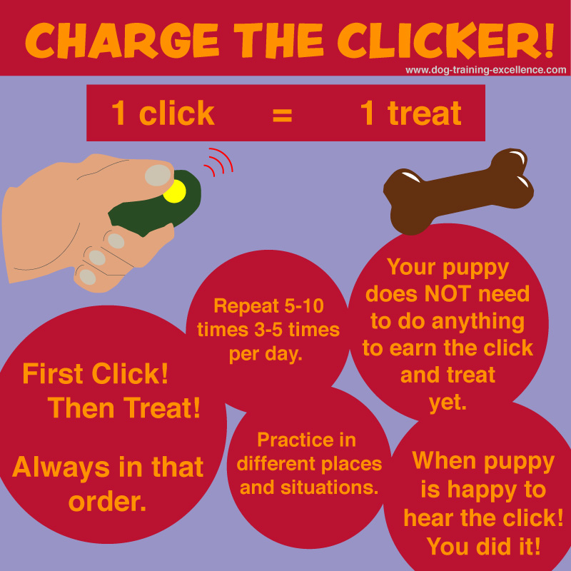 Puppy Clicker Training for Beginners