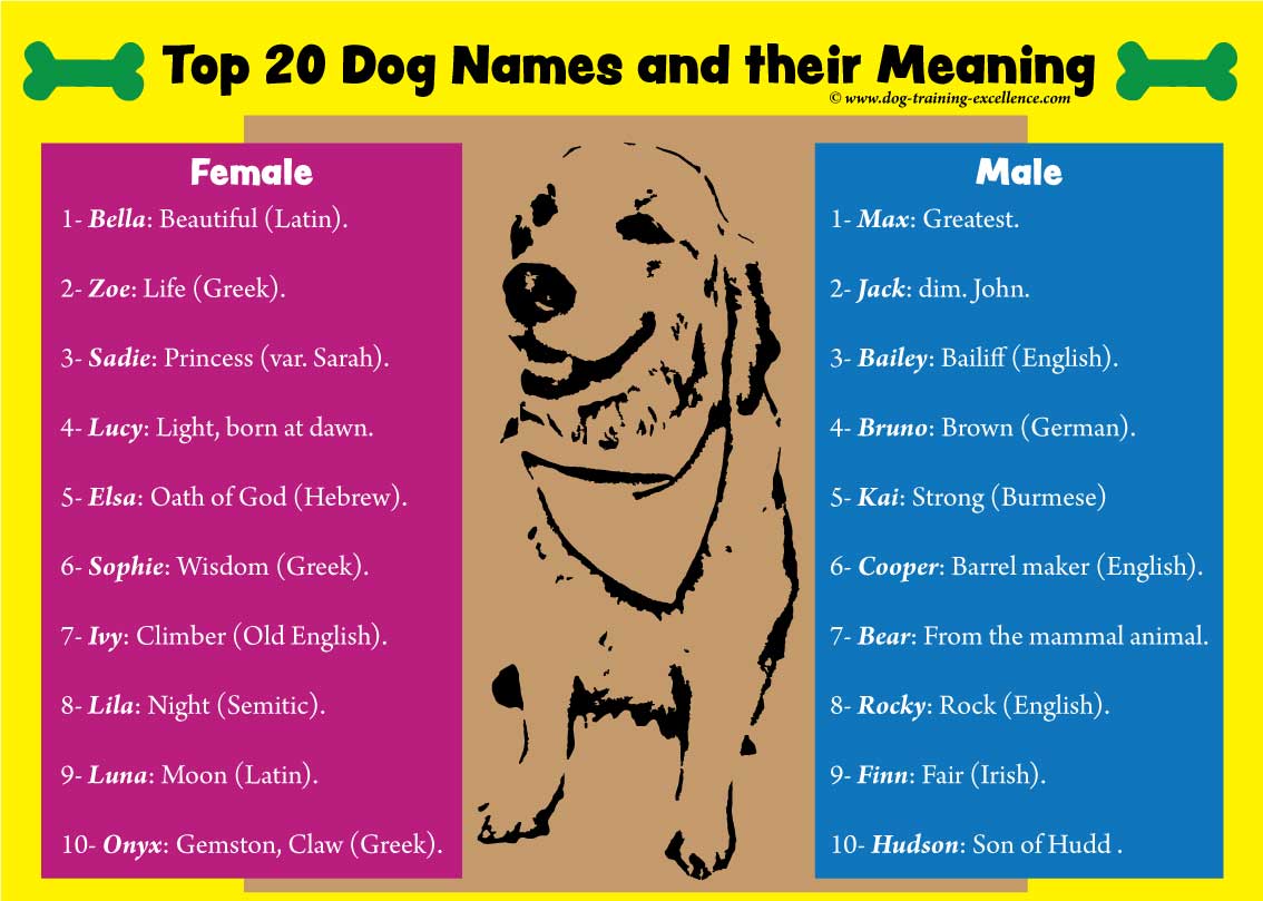 word for male dog