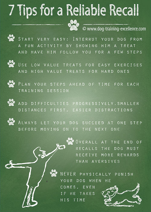 Train Your Dog To Come When Called | Rspca