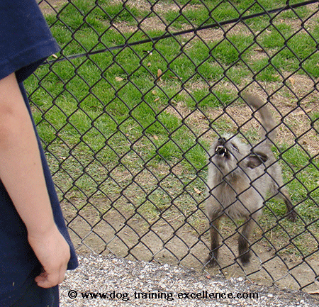 a dog barking behind a fence in alarm, a dog barking at strangers