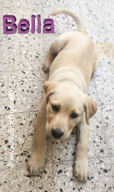 female dog names, dog names for labrador retrievers