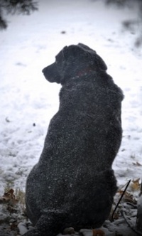 Black labrador in the snow by Marjorie Bull