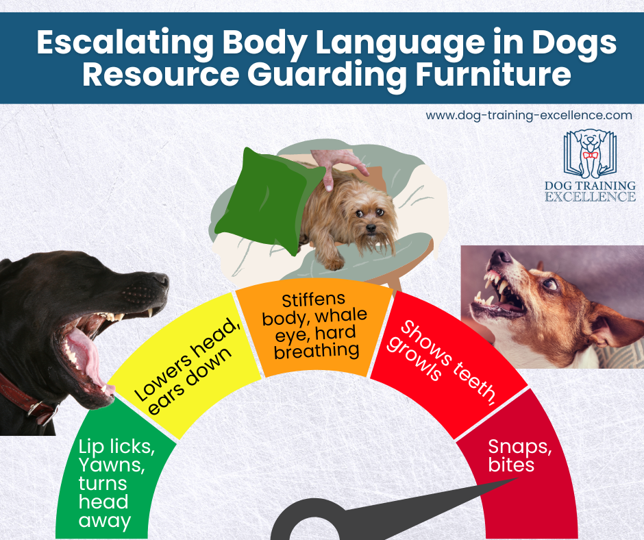 dog body language, resource guarding furniture, territorial aggression in dogs