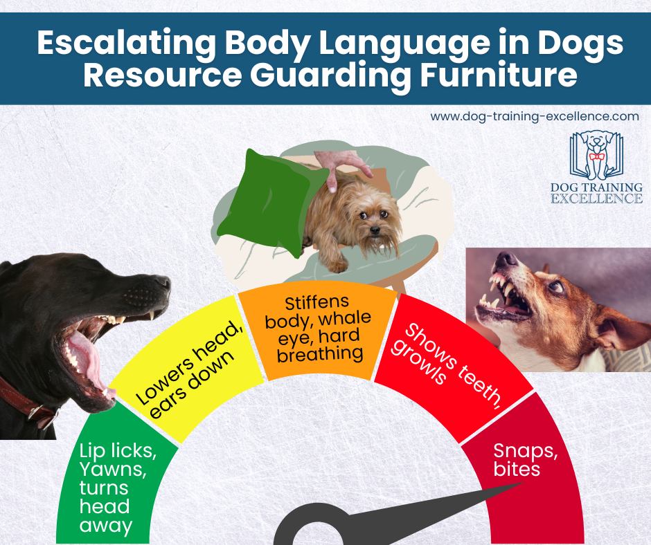Solve Aggression in Dogs Guarding Furniture or Territory Clear Steps