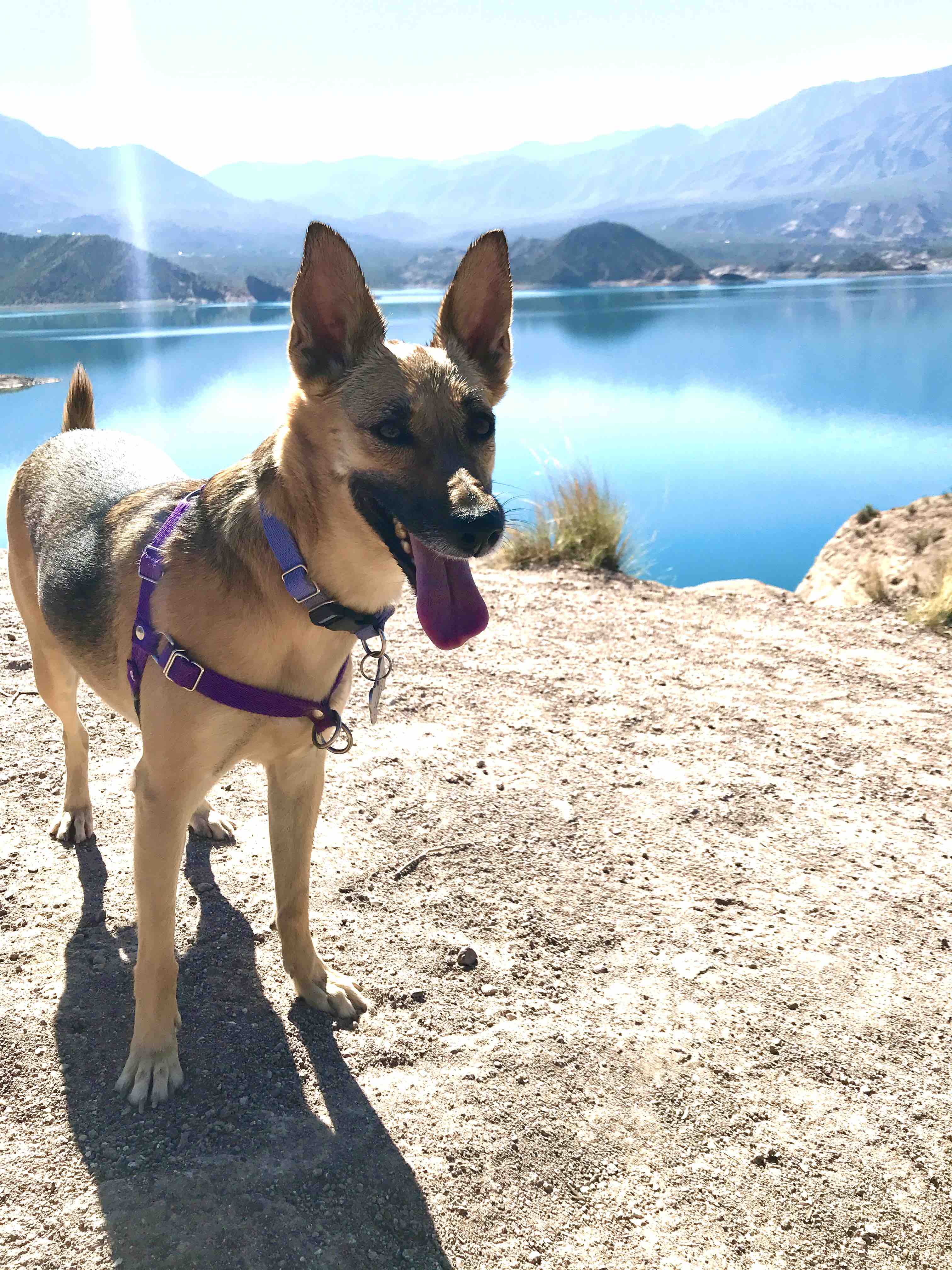 Spanish dog commands, dog training, puppy obedience