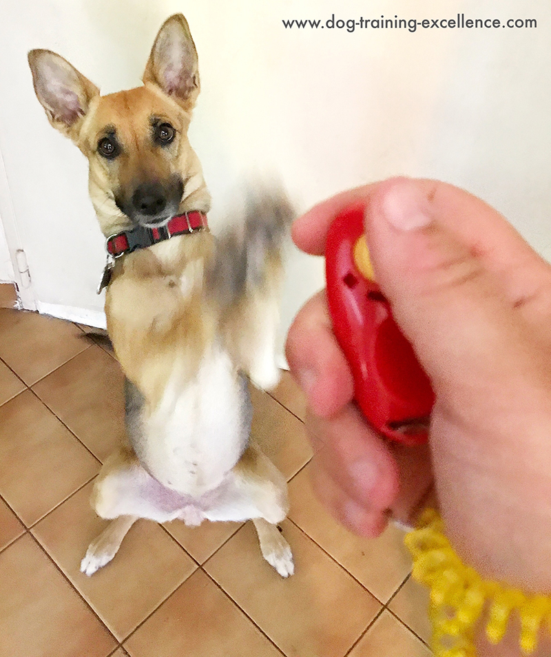puppy clicker training