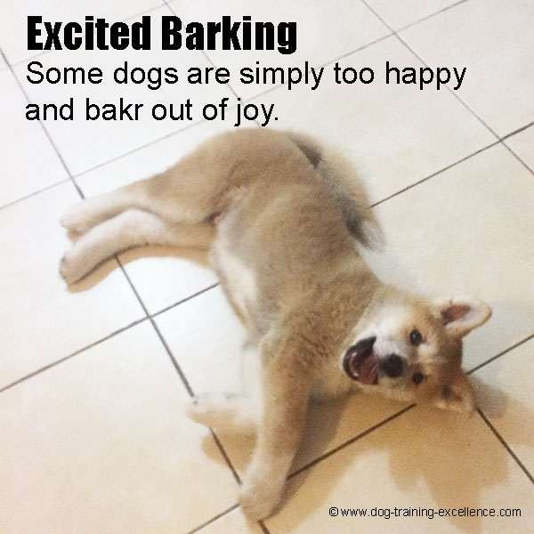 stop dog excited barking