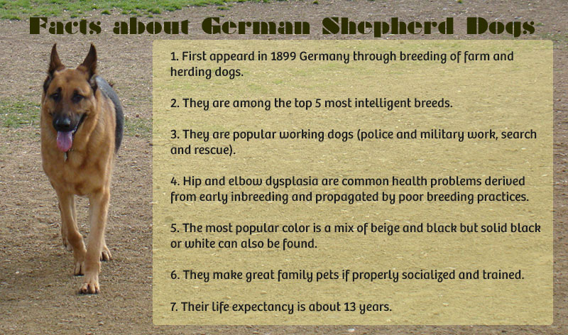 German Shepherd Facts