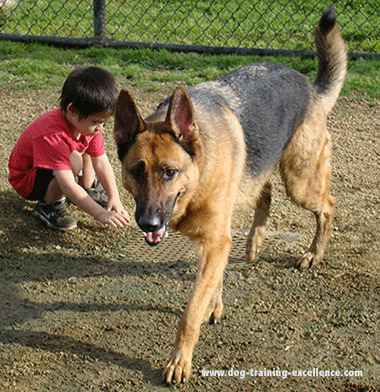 Image result for images of german shepherd barking