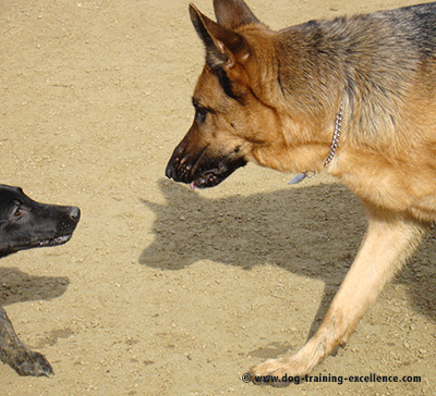 German Shepherd behavior, german shepherd anxiety, german shepherd barking