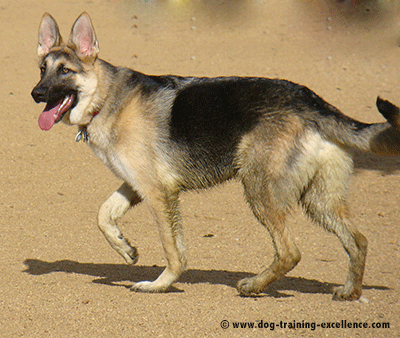 Best German Shepherd Names To Catch Your Dog S Attention