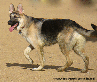 what are the german commands for police dogs