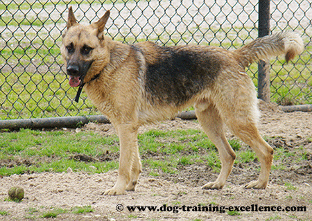 German Shepherd dog training