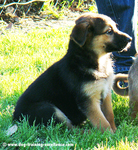 German Shepherd puppy training sit