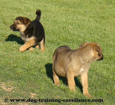 alsatian baby dog