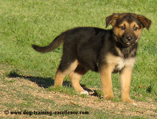 German shepherd puppy training stand