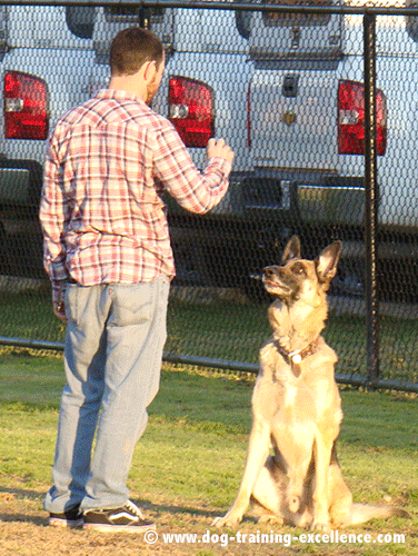 Teach your dog to sit, sit dog command