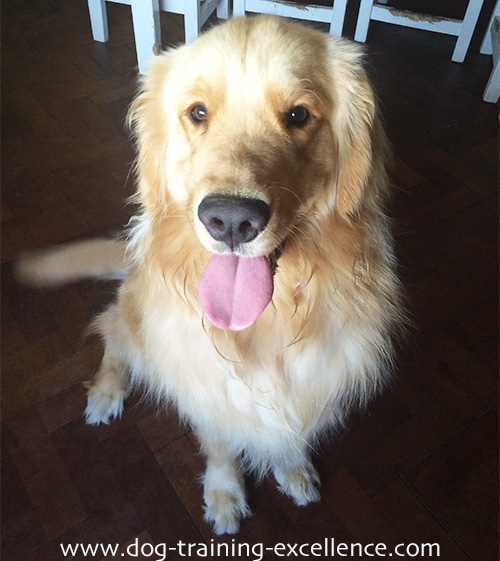 6 Facts about Golden Retrievers You’ve Never Heard Before
