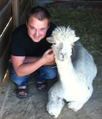 Pet sitting an Alpaca